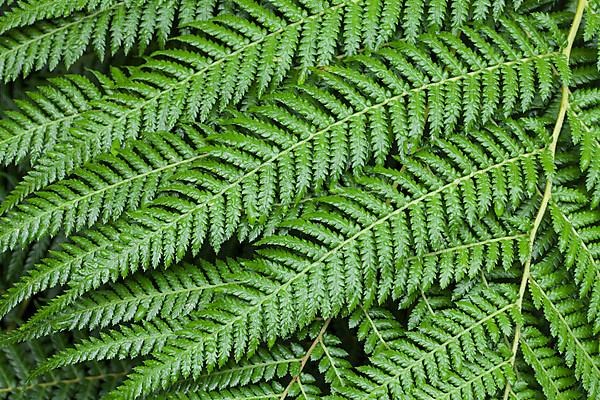 Felty pocket fern