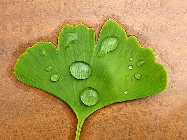 Ginkgo