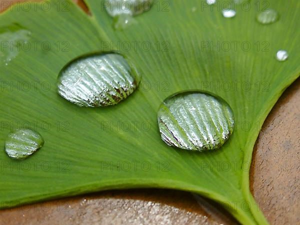 Ginkgo