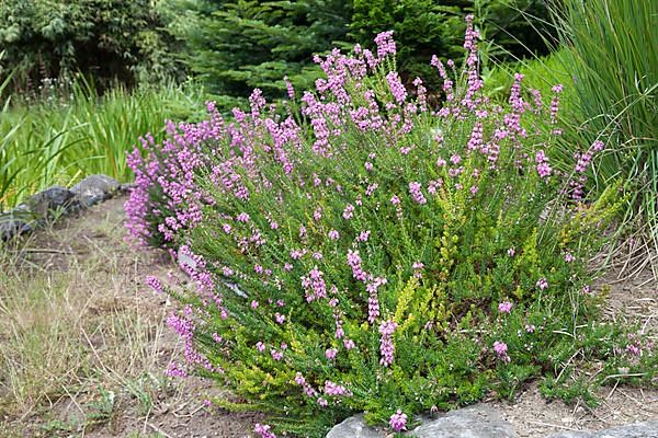 Bell heather