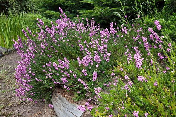 Bell heather