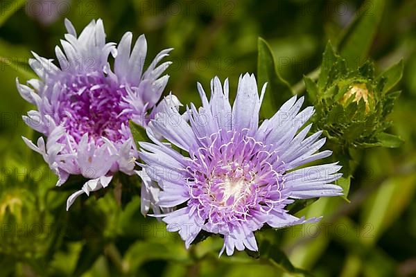 Cornflower Aster
