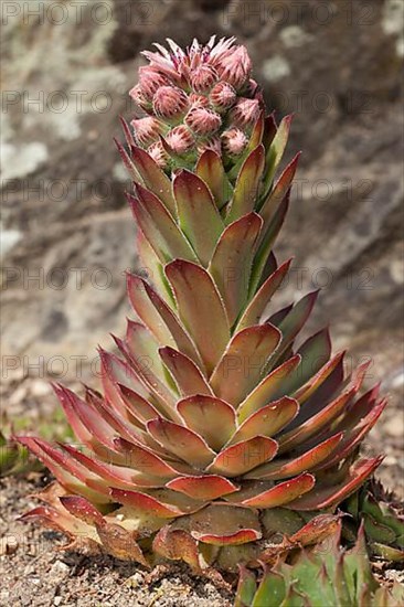 Rooftop houseleek