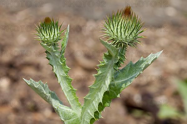 Cotton thistle