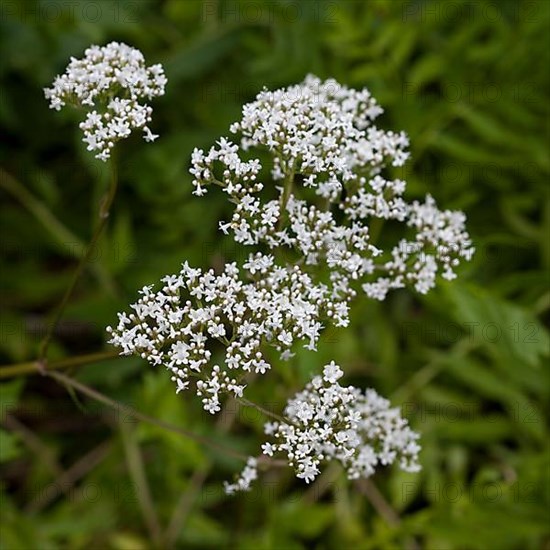 Garden Valerian