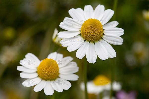 German chamomile