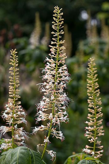 Inflorescence