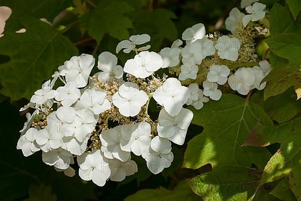 Oakleaf hydrangea