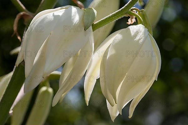 Ferald's yucca