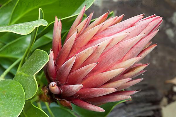 King protea