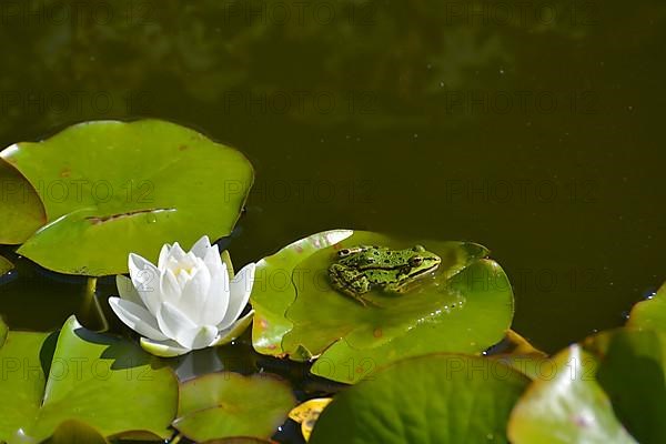 Water frog near white water lily in garden pond