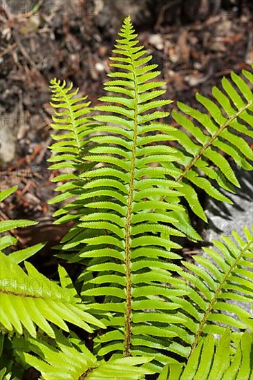 California western swordfern