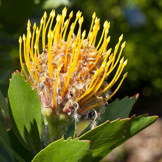 Tree tree pincushion