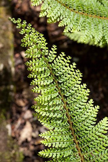 Soft soft shield fern