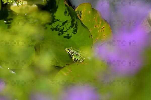 Water frog on lily pad in pond