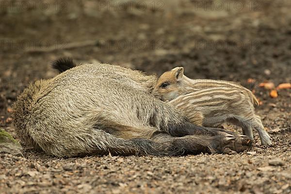 Wild boar Old animal lying and two young animals standing sucking looking left