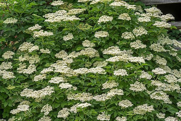 Flowering elder