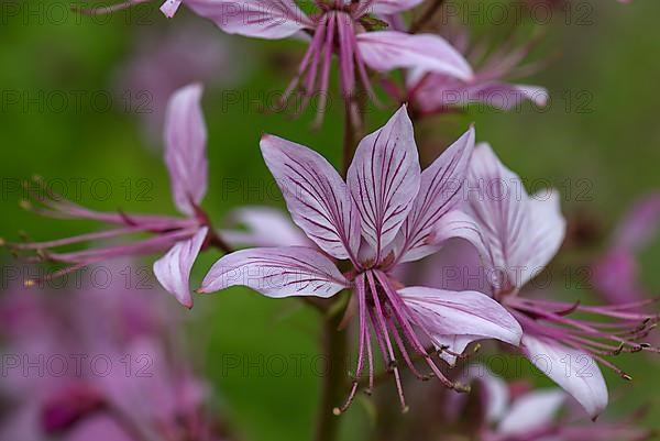 Flower of the dittany