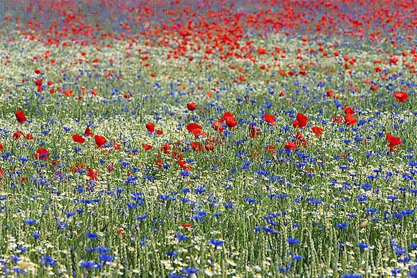 Field with poppy flowers