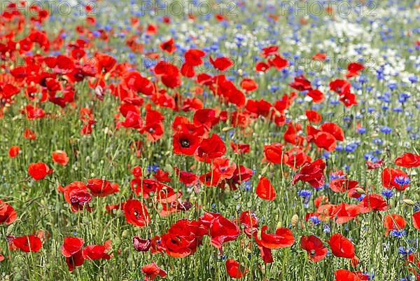 Field with poppy flowers