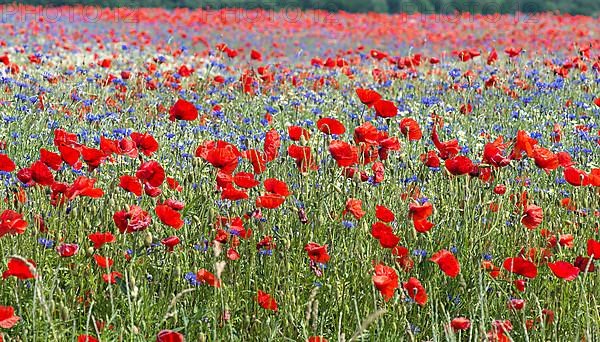 Field with poppy flowers