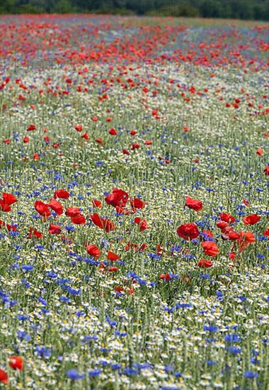 Field with poppy flowers