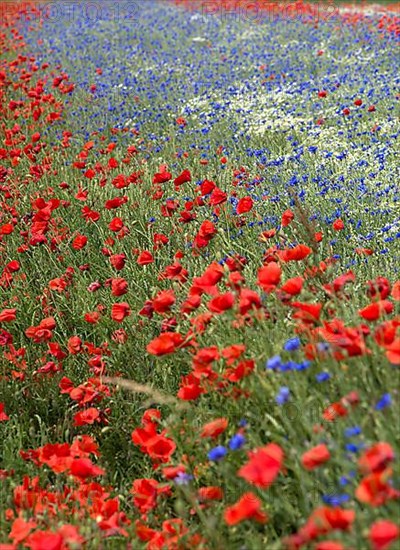 Field with poppy flowers