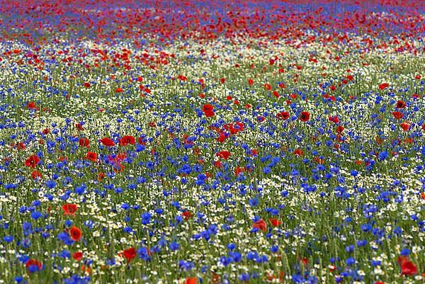 Field with poppy flowers