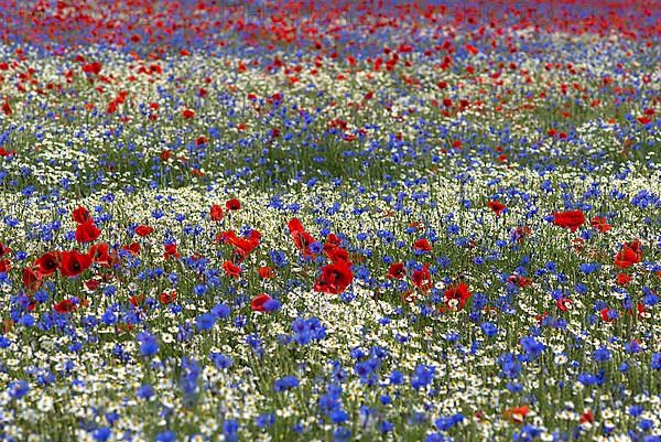 Field with poppy flowers