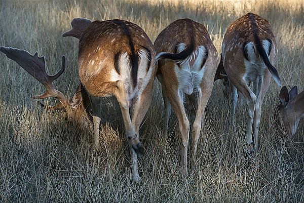 Grazing fallow deer