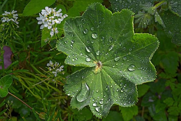 Leaf of lady's mantle