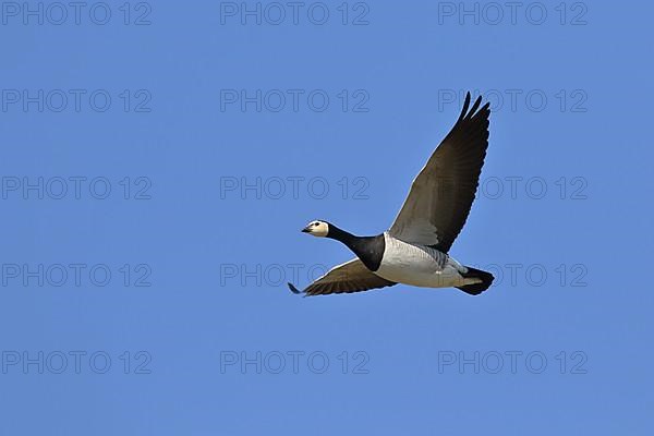 Barnacle goose