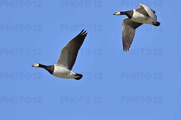 Barnacle geese