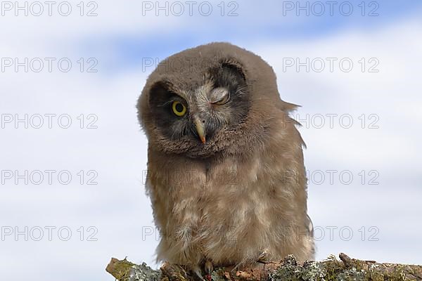 Tengmalm's Owl