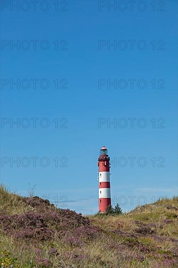 Flowering heather
