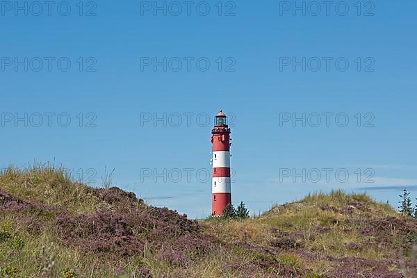 Flowering heather