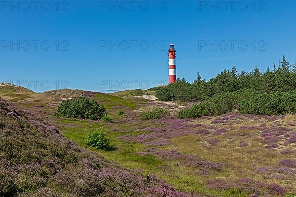Flowering heather