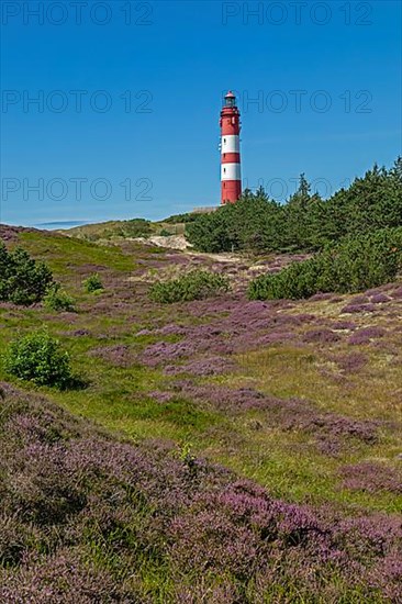 Flowering heather