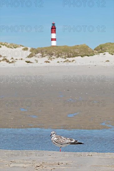 Kniepsand beach