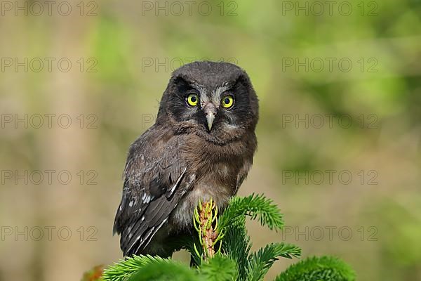 Tengmalm's Owl