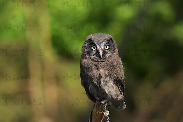 Tengmalm's Owl