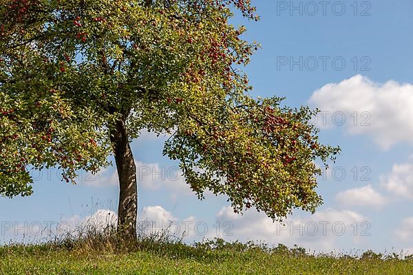 Apple tree