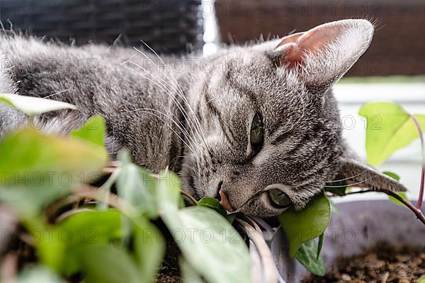 Grey striped domestic cat