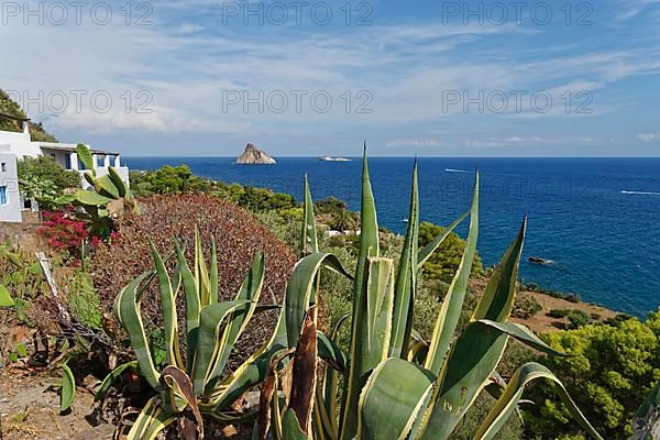 American agave