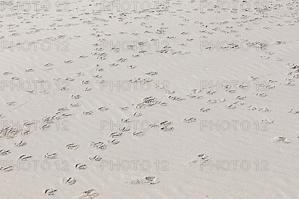 Footprints of seagulls