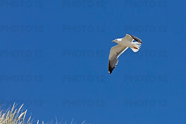 Flying lesser black-backed gull