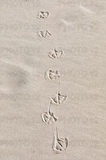 Footprints of seagulls