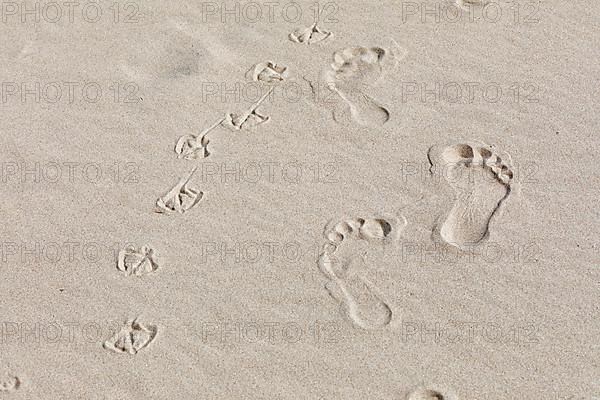 Footprints of man and seagulls