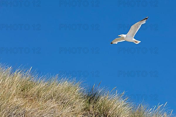 Flying lesser black-backed gull