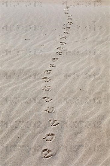 Footprints of seagulls